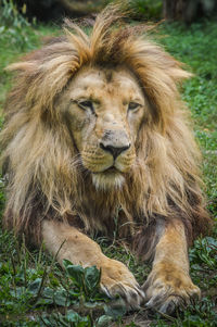 Close-up of a cat looking away