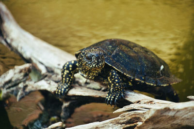 Close-up of turtle on rock