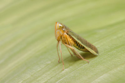 Close-up of insect on leaf