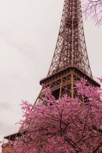 Low angle view of cherry blossom against sky