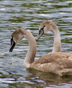 Swan floating on lake