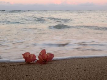 Close-up of red flower on beach against sky