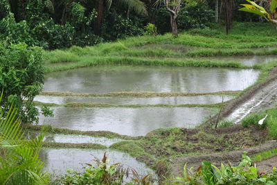 Scenic view of lake in forest