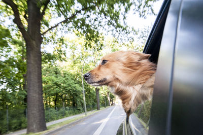 Close-up of dog on road against trees