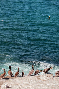 Birds resting on the shore in sea. pelicans on the beach