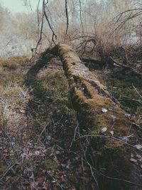 Bare trees in forest