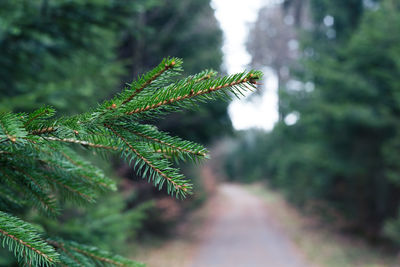 Close-up of pine tree