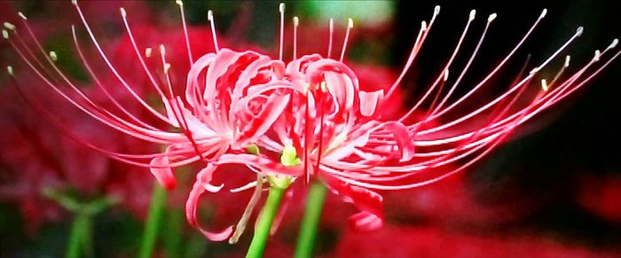 Close-up of red flowering plant