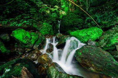 Scenic view of waterfall in forest