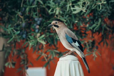 Close-up of bird perching on a plant