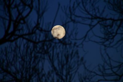 Low angle view of bare tree against clear sky