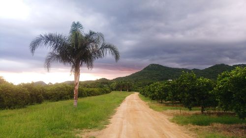 Road amidst trees against sky