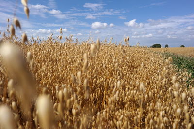 Wheat growing on field against sky