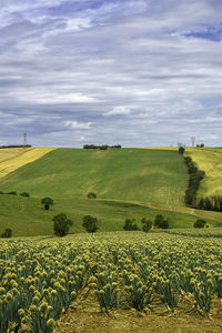 Scenic view of agricultural field against sky