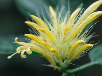 Close-up of yellow flowers