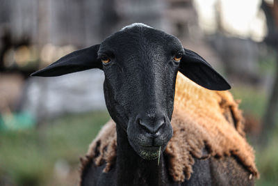 Close-up of goat