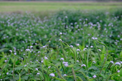 Close-up of purple flowering plant on field