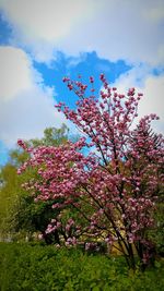 Low angle view of pink flowers on tree