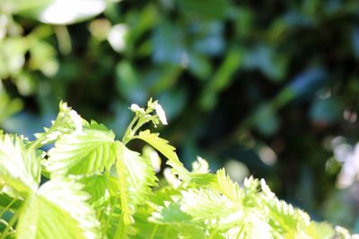 Close-up of flowering plant