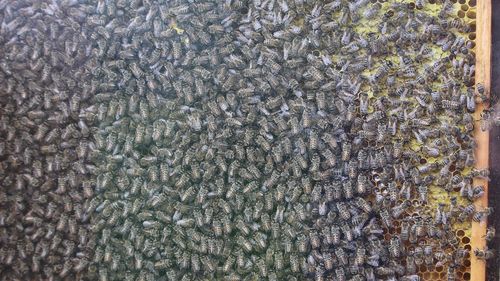 Close-up of bee on blue flower
