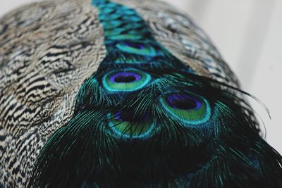 Close-up of peacock