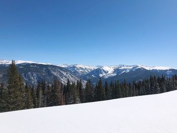 Pine trees on snowcapped mountains against clear blue sky