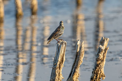 Bird perching on wooden post