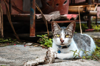 Close-up portrait of a cat