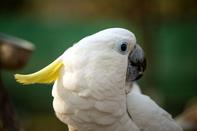 Portrait of cockatoo parrot, yellow-crested cockatoo white parrot head close-up