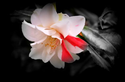 Close-up of flower against black background