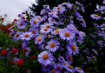 Close-up of fresh purple flowers blooming in field