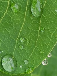 Full frame shot of water drops on leaf