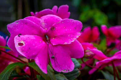 Close-up of pink flower