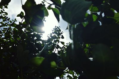 Low angle view of leaves