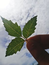 Close-up of hand holding leaves