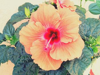 Close-up of hibiscus blooming outdoors