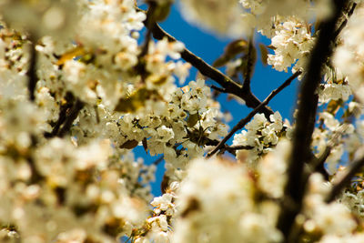 Detail shot of white flowers