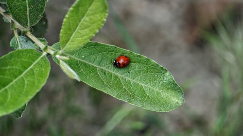 Close-up of ladybug on leaf