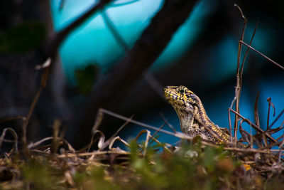 Close-up of a lizard on land