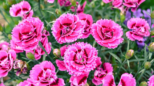 Close-up of pink flowering plants in garden