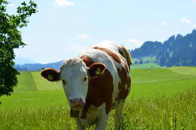 Portrait of cow grazing on field against sky