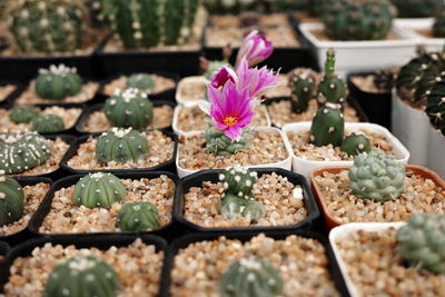 Close-up of potted plants