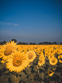 Close-up of sunflower field against sky