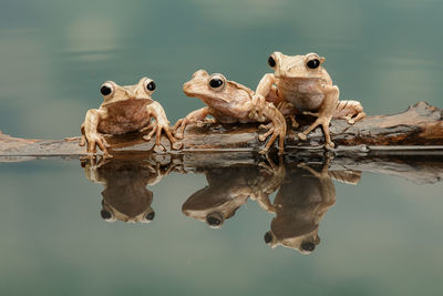 Close-up of frogs sitting on wood in lake