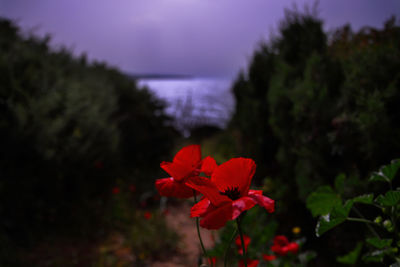 Close-up of red flowers blooming outdoors