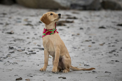 Dog looking away while sitting on sand