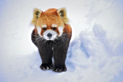 Portrait of an animal on snow