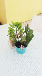 Close-up of plant on table