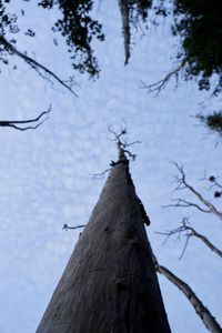 Low angle view of bird on tree against sky