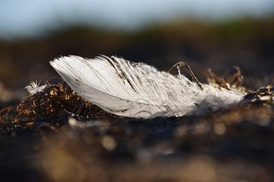 Close-up of feather on wood